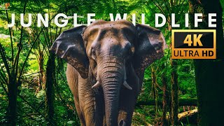 4K JUNGLE WILDLIFE DOCUMENTARY - FOREST ANIMALS VIDEO ULTRA HD