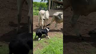 FILHOTE DE BORDER COLLIE DA GUZERÁ LF #shorts