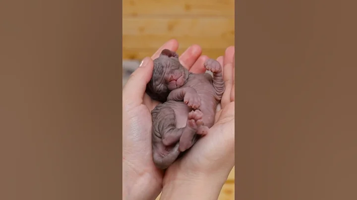Sleeping baby sphynx in hand❤️ #shorts #sphynx  #kitten #cat #cute