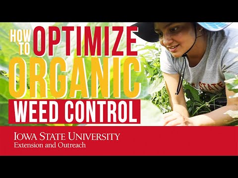 Video: Pasifloras nezāļu ierobežošana - kā pārvaldīt maijpuķu pasifloras augu