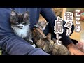 休日のパパにベッタベタに甘えて動きを封じ込める子猫たち