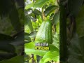El cultivo de aguacate requiere manejo agronómico 🥑 #agricultura #agronomia #aguacate