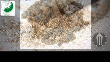 Giới thiệu về tiêu lốt (tieu lot, tieu lop, tieu dai, Long Pepper)