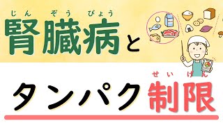 腎臓病とタンパク制限の関係をお話します【腎臓内科医が解説】