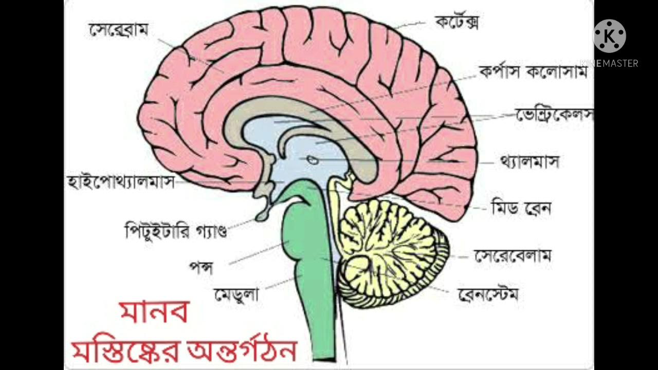 He is a brain. Головной мозг. Головной мозг анатомия. Головной мозг нервная система. Cerebrum головной мозг.