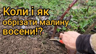 Як Обрізати Ремонтантну Малину Правильно. Как Обрезать Ремонтантную Малину.