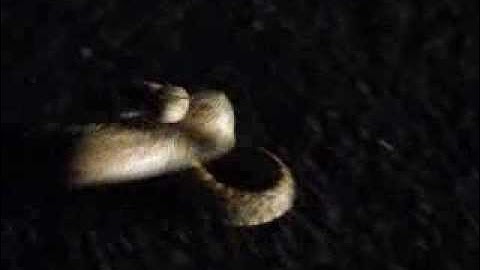 Sonoran Gopher Snake - Defensive Behavior