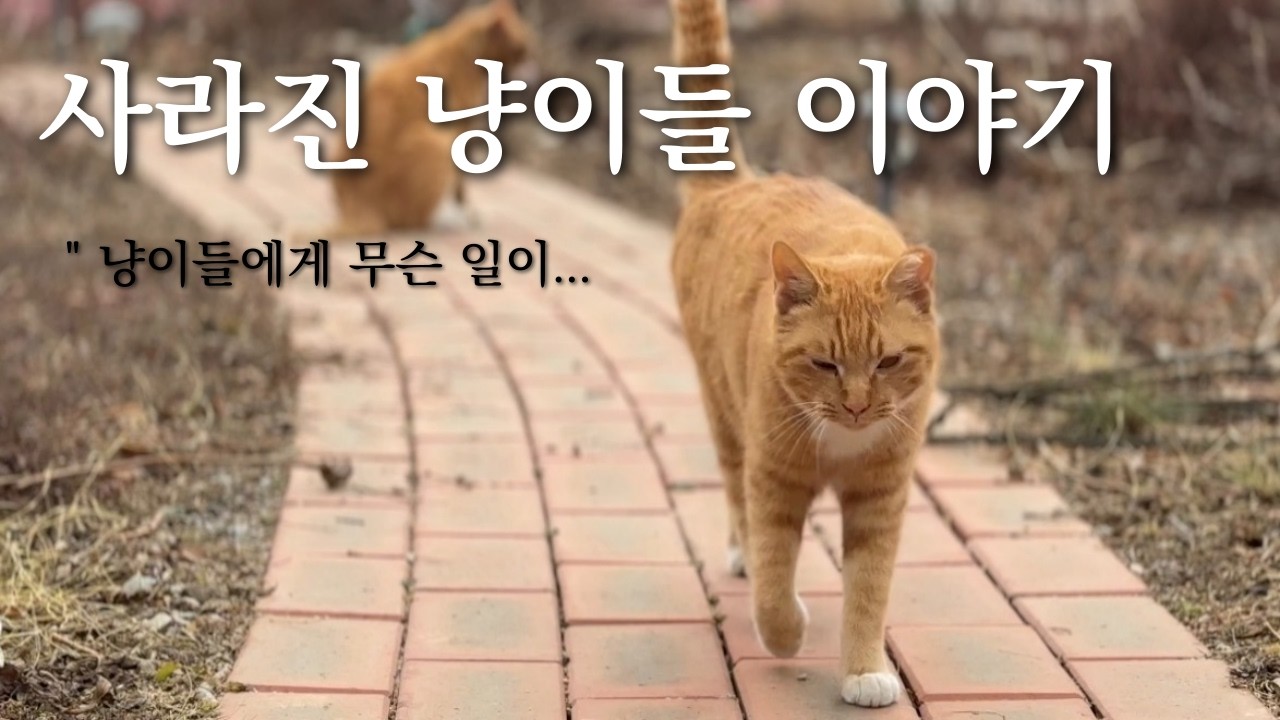 쫓겨난 길냥이와 마당냥이 이야기ㅣ 길냥이 급식소와 쉼터를 제공하면 생기는 일