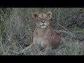 Pt 1 Safari Live&#39;s Sunset Safari Drive at 3:30 PM on April 26, 2018 ( Nkuhumas )