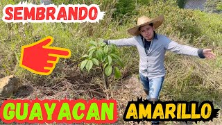 Sembrando Un Guayacan Amarillo En Mi NUEVO Jardín  || Huerto Citadino