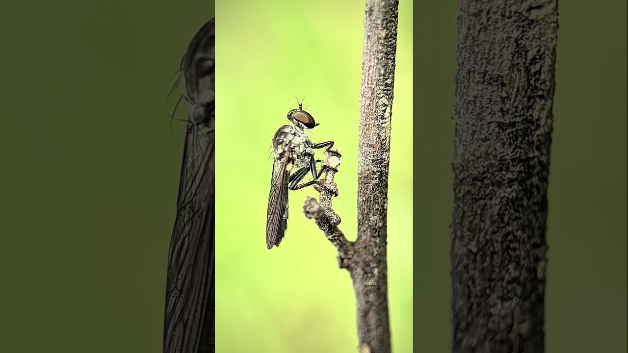 Lalat Perampok atau Robber Fly (Asilidae) #nature #insects #animals