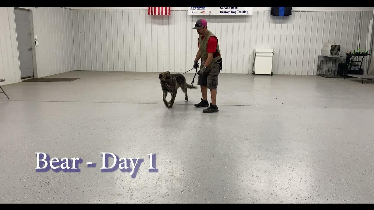 Dog training Boot Camp Update New Jack Style!!!!! YouTube