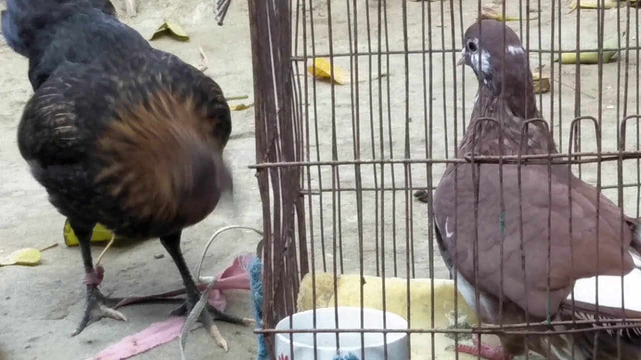 PIGEON VS HEN FIGHT Pigeon and Chicken are Fighting Pigeon