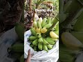 Panen pisang Barlin/muli