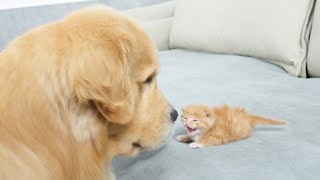 Golden Retriever Meets Abandoned Kitten For The First Time | His Reaction Will Melt Your Heart