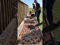 90 Days of Onion Growth in 60 Seconds! ⏳🧅 #youtubeshorts #beforeandafter #shorts