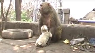 Bandhan kutte Bache Ki Pyar O Meri Maa Mein Tera Ladla