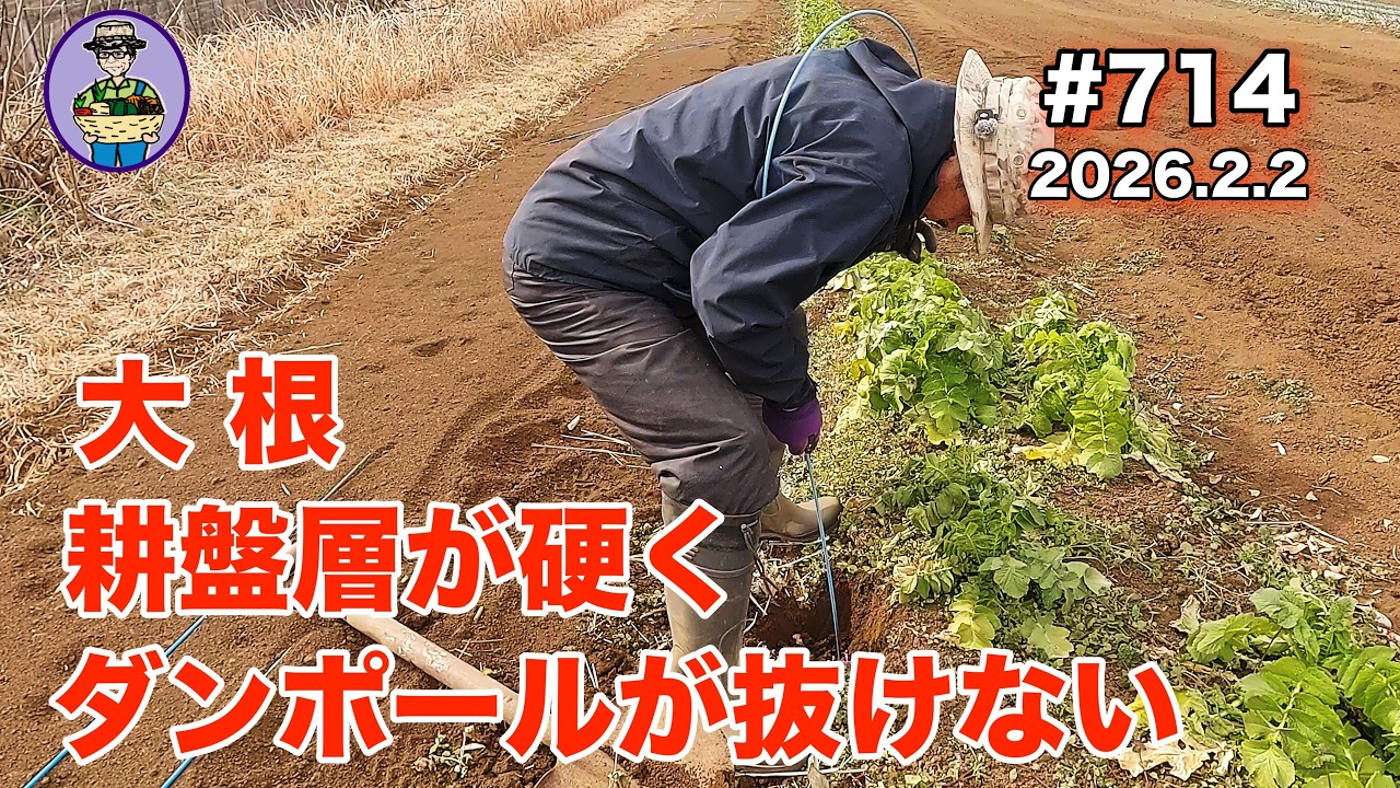 【大根、トラクターかけ】 第714話、大根４番手の防虫ネットの片付けで耕盤層が硬くダンポールが抜けない。雑草と残渣をトラクターかけして鋤き込む。 #オーガニック栽培 #家庭菜園 #農業VLOG