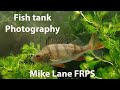 Fish Tank Photography