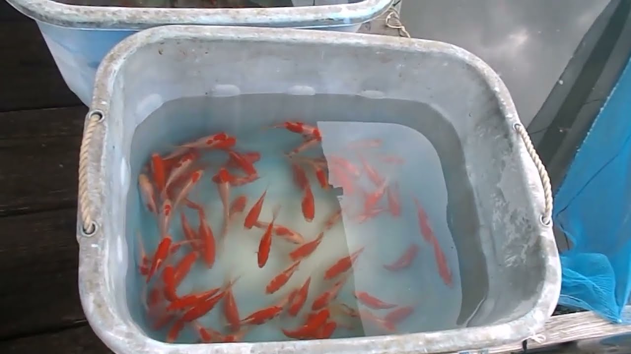 金魚のご紹介！