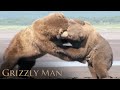 Timothy Treadwell Narrates Two Grizzlies Courting A Female | Grizzly Man