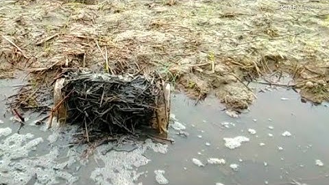 Đặt Lợp Ếch Mồi Cá Sống Mùa Gió Bấc // Út Miền Tây