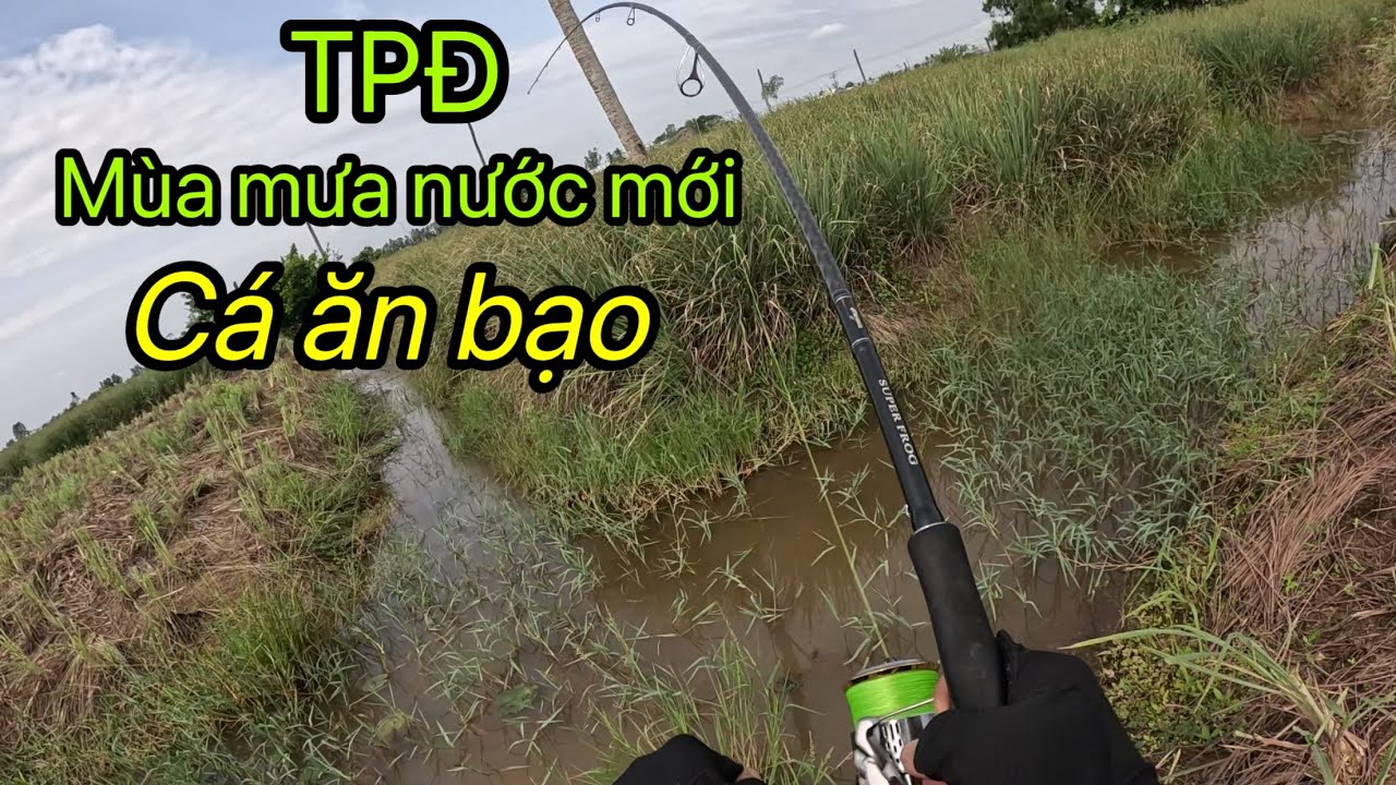 Câu cá lóc Tân Phú Đông bằng lưởi hột mít lai …