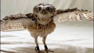 Burrowing owl can’t get enough of the water spray-his adorable hooting will make your day 🦉