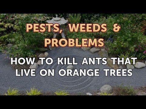 How to Kill Ants That Live on Orange Trees
