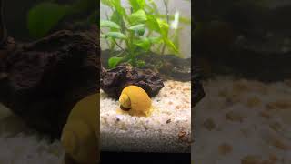 Fish Tank Setup 24 Gal ? Ampularia ? Relaxing Aquarium ? Aquarium Relax Music ? Aquarium Fish Life