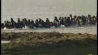 200 horses stuck on island