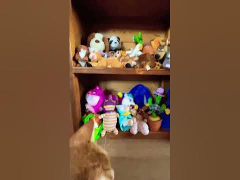 Давайте поздравим Симбочку!🥳 ️😸 - YouTube