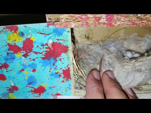 اغرب عش تشوفونا اليوم والانتاج مستمر وحلينا مشكلة رطوبة الفقاسة