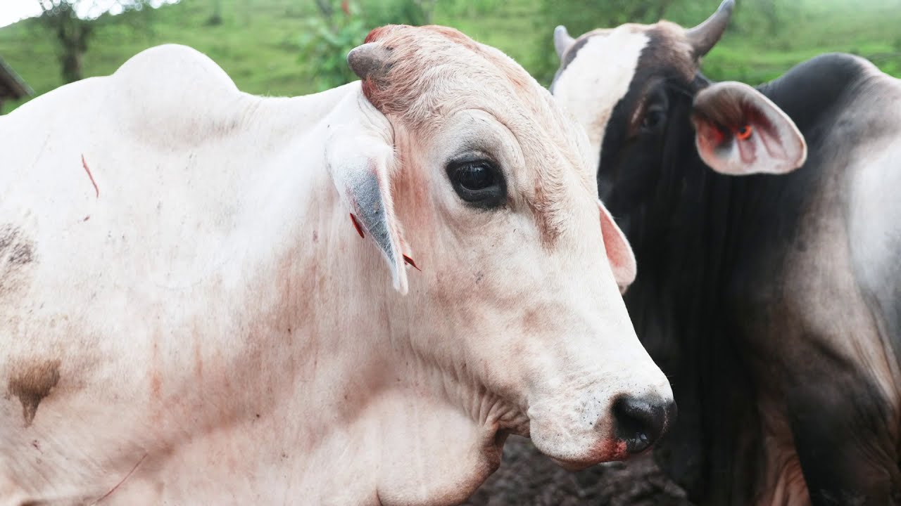 Nicaraguan beef Sostenibilidad YouTube