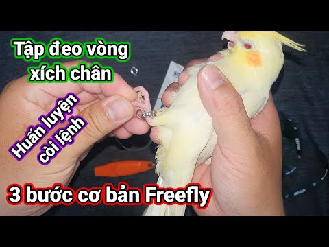 Video: Cách giúp cá Betta sống lâu hơn (có hình ảnh)