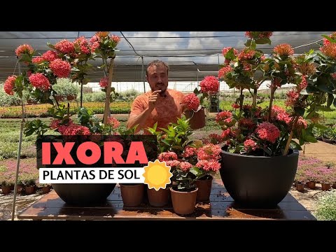 Vídeo: Ixora Vermelho Brilhante