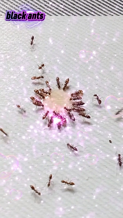 black ants and honey #monetisasi #youtube #shorts 35378