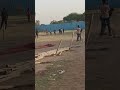 cricket play