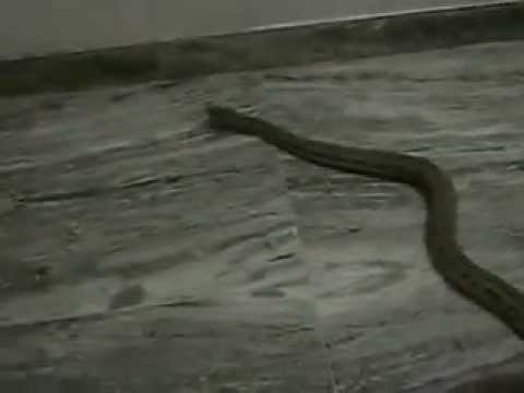 camera iphone 8 plus apk Most dangerous snake/ Venomous Viper snake