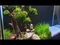 How to setup planted aquarium without co2  aquascaping ideas