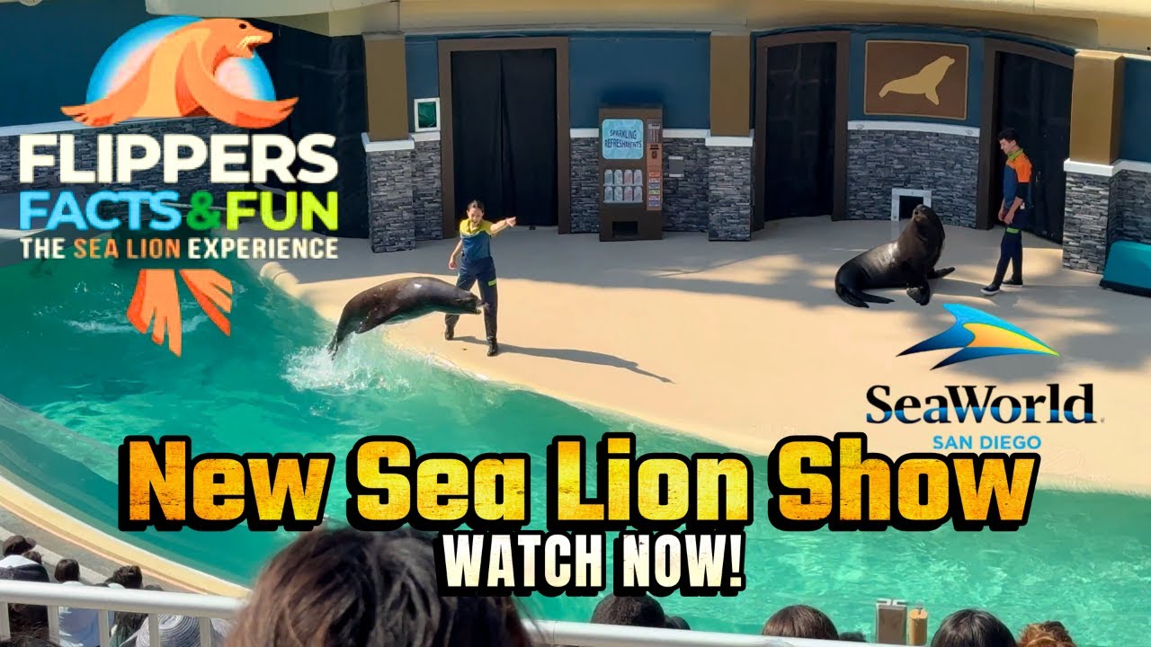 NEW! Sea Lion Show, SeaWorld San Diego, CA [4K]