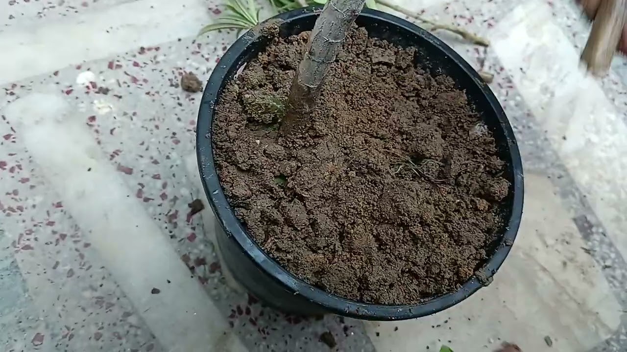 How to grow  oleander plant from cutting|white oleander plant|gardening|2024