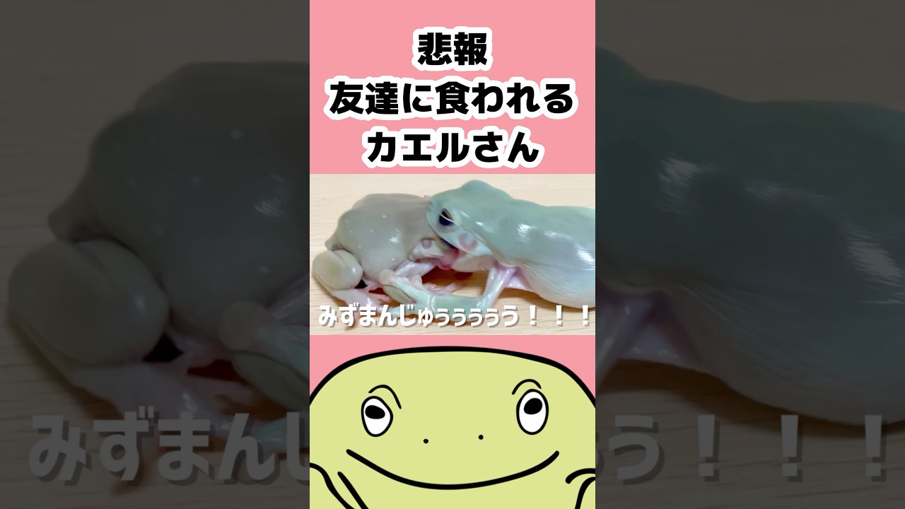 🐸悲報、カエルさん食われる…2