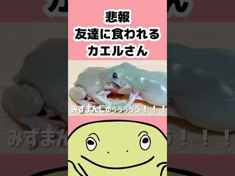 🐸悲報、カエルさん食われる…2
