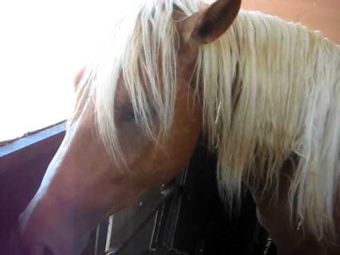 וִידֵאוֹ: גזע סוס פאסו קובני היפואלרגני, בריאות וחיי חיים