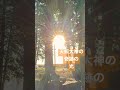 奇跡の光を見れた人は🌈大大大吉兆 🌈#shorts