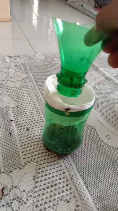Perangkap lalat praktis dan gratis dr botol bekas