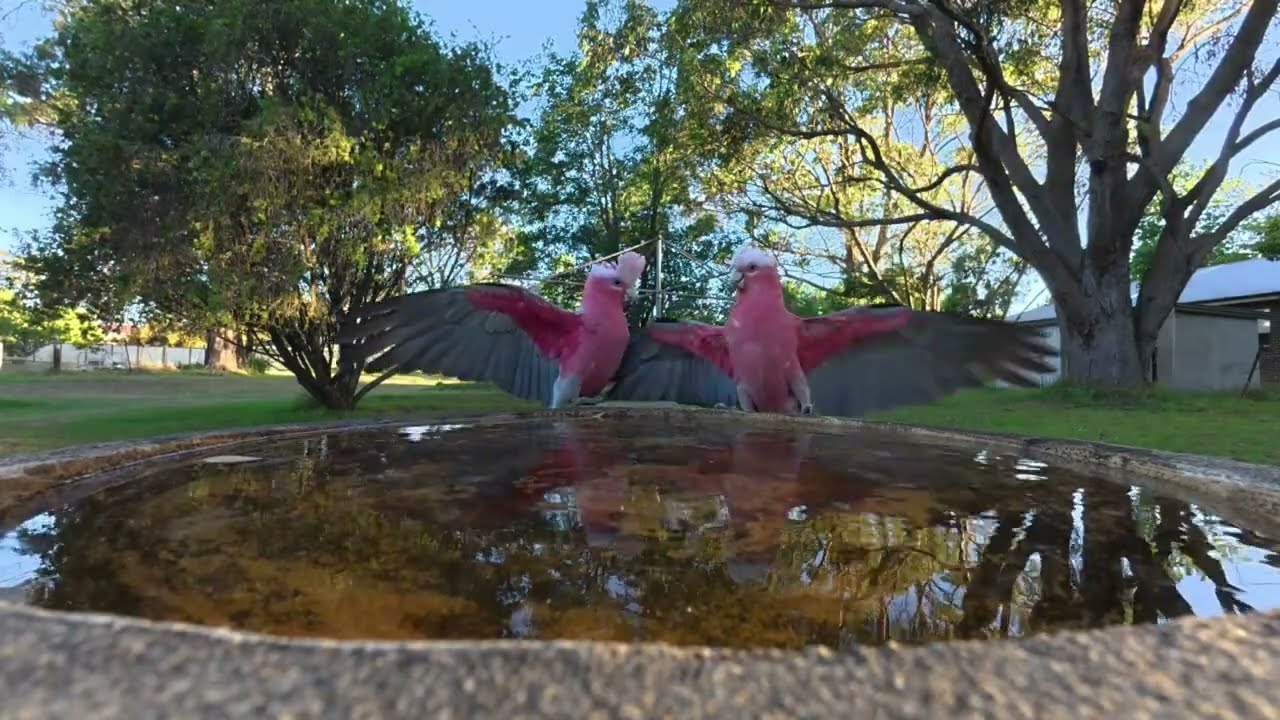 @ the bird bath Ep 6.Everything seems to be going ok .However, a rogue Corella is ruffling feathers.
