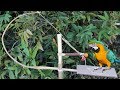 Best Simple Parrot Trap Technology - Learning to make simple Parrot trap in forest