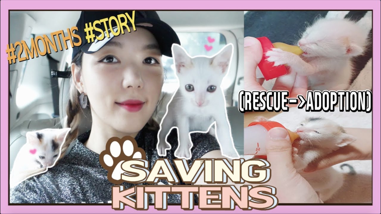 KOREAN SAVING NEW BORN KITTENS in the PHILIPPINES | RESCUE - ADOPTION JOURNEY // DASURI CHOI